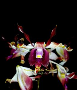 Dendrobium Kraikan Sirirungsi