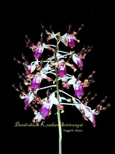 Dendrobium Kraikan Sirirungsi