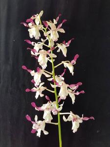 Dendrobium Michiko
