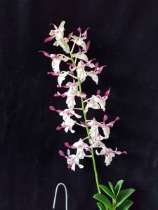 Dendrobium Michiko