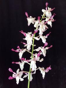 Dendrobium Michiko