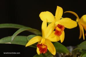 Cattleya Yellow Doll