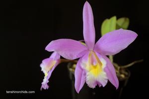 Cattleya White Island