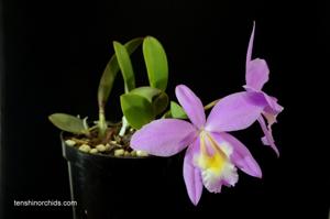 Cattleya White Island