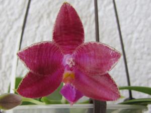 Phalaenopsis Coral Isles