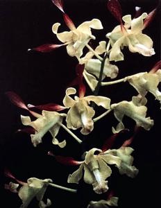 Dendrobium Michiko