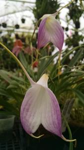 Masdevallia Bella Donna