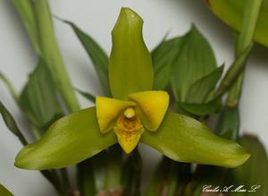 Lycaste Agnette