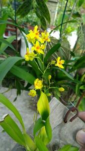 Oncidium Gold Dust
