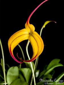 Masdevallia Cassiope