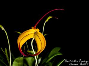 Masdevallia Cassiope