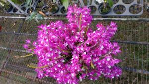 Dendrobium Rainbow Dance