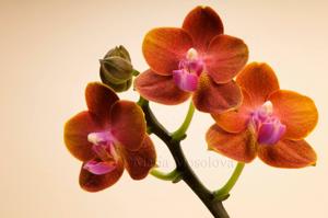 Phalaenopsis Tying Shin Forever Love