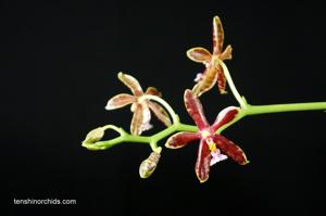 Phalaenopsis Hymen