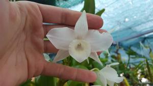 Dendrobium Sagimusume