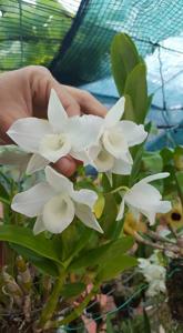 Dendrobium Sagimusume