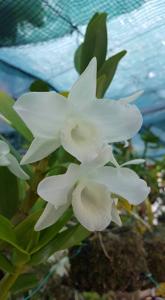 Dendrobium Sagimusume