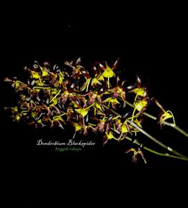 Dendrobium Black Spider