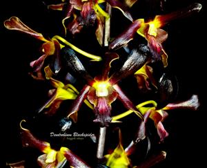 Dendrobium Black Spider