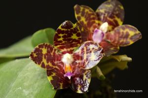 Phalaenopsis YangYang Gigan Cherry