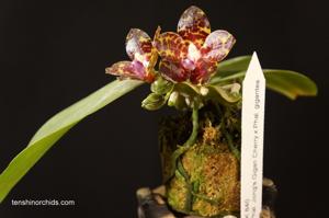 Phalaenopsis YangYang Gigan Cherry