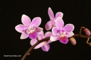 Phalaenopsis Venus