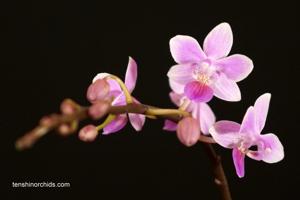 Phalaenopsis Venus