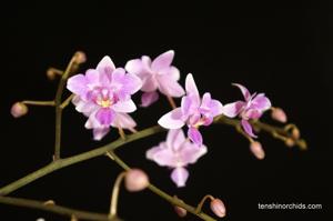 Phalaenopsis veitchiana