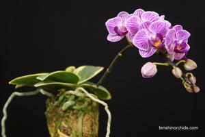 Phalaenopsis Sogo Vivien