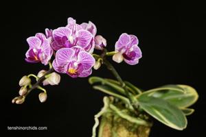 Phalaenopsis Sogo Vivien