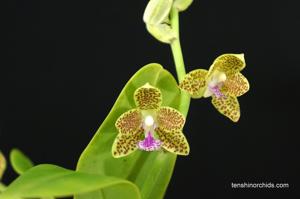 Phalaenopsis Little One