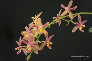 Phalaenopsis Linda Cheok