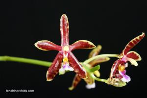 Phalaenopsis Hymen