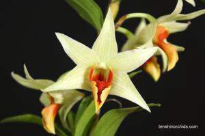 Dendrobium Jiaho Delight