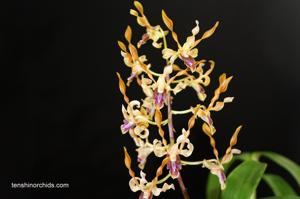 Dendrobium Jairak Helix