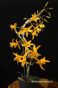 Dendrobium Chanthaboon Sunrise