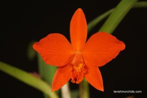 Cattleya Red Doll