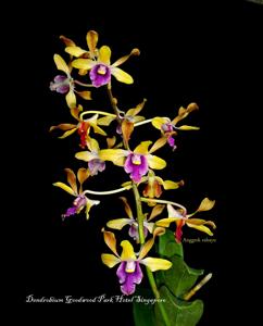 Dendrobium Goodwood Park Hotel Singapore