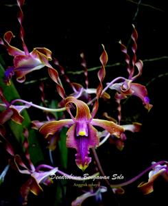 Dendrobium Bengawan Solo