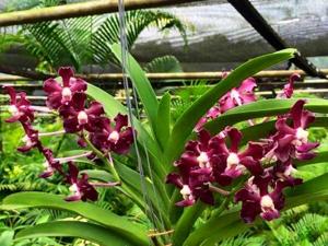 Vanda Greg Scott