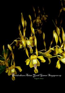 Dendrobium Asian Youth Games Singapore 09