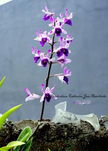 Dendrobium Catherine Jane Tkatchenko