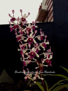 Dendrobium Catherine Jane Tkatchenko