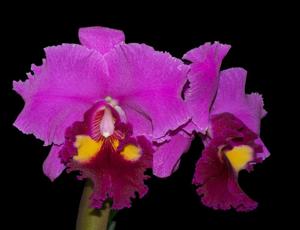 Rhyncholaeliocattleya Lucky Strike