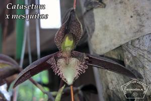 Catasetum mesquitae