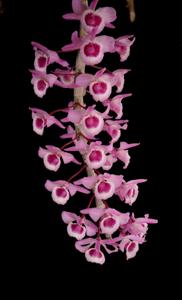 Dendrobium Kasorn's Little Primulinum