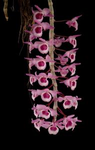 Dendrobium Kasorn's Little Primulinum