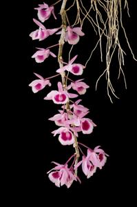 Dendrobium Kasorn's Little Primulinum