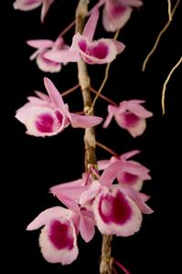 Dendrobium Kasorn's Little Primulinum