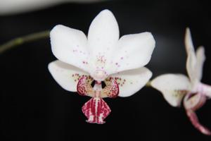 Phalaenopsis Fine Art